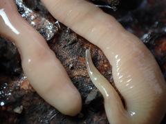 Microplana scharffi