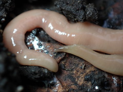 Microplana scharffi