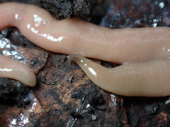Microplana scharffi