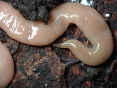 Microplana scharffi