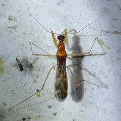Saicinae