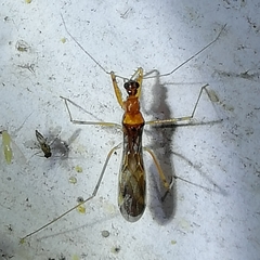 Saicinae