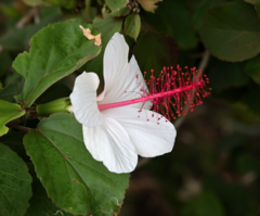 Hibiscus arnottianus