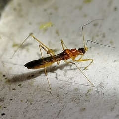 Saicinae