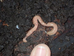Microplana scharffi
