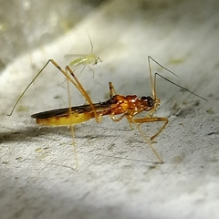 Saicinae