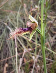 Calochilus gracillimus