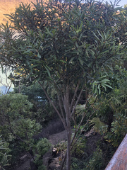 Pseudopanax crassifolius