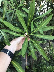 Pseudopanax crassifolius
