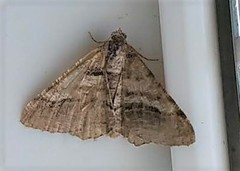 Digrammia continuata