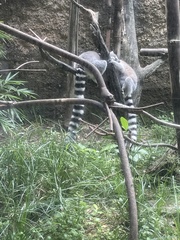 Lemur