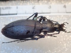 Carabus procerulus procerulus