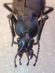 Carabus procerulus procerulus