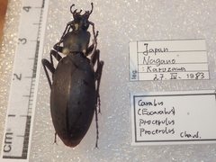 Carabus procerulus procerulus