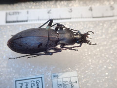 Carabus procerulus procerulus