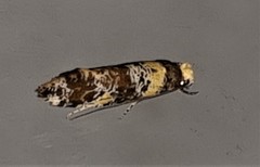 Monopis chrysogramma