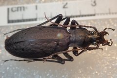 Carabus procerulus procerulus