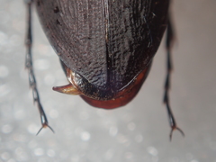 Carabus procerulus procerulus