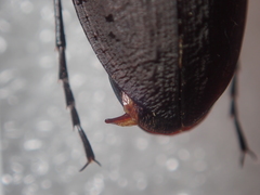 Carabus procerulus procerulus