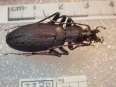 Carabus procerulus procerulus