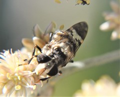Copestylum alberlena