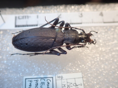 Carabus procerulus procerulus