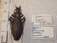 Carabus procerulus procerulus