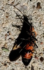 Oncopeltus fasciatus