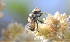 Copestylum alberlena