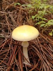 Amanita