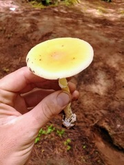 Amanita