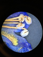 Penstemon papillatus