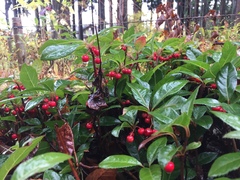 Ardisia japonica