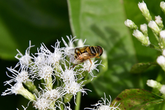 Palpada vinetorum