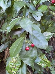 Rauvolfia tetraphylla
