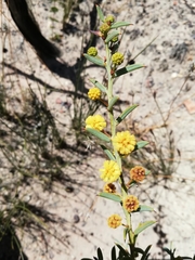 Acacia baxteri
