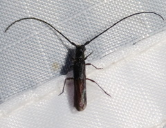 Tessaropa tenuipes