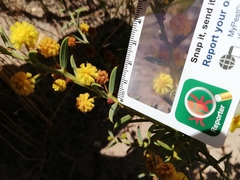 Acacia baxteri