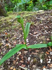 Pterostylis auriculata