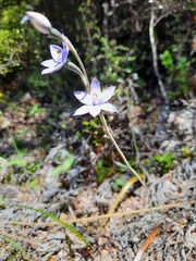 Thelymitra × dentata