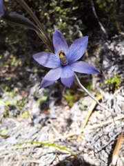 Thelymitra × dentata