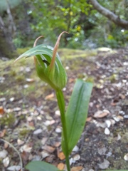 Pterostylis auriculata