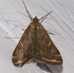 Loxostege sticticalis