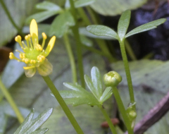 Ranunculus glabrifolius