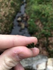 Orthotrichum pusillum