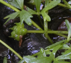 Ranunculus glabrifolius