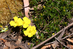 Hibbertia procumbens