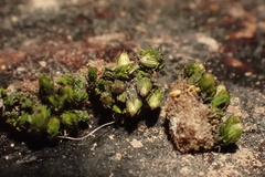 Orthotrichum pusillum