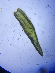 Orthotrichum pusillum