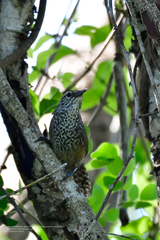 Pheugopedius maculipectus